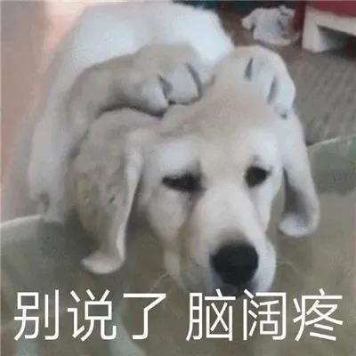 别说了脑阔疼(狗狗表情包)