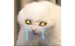 流泪猫咪柠檬 - 人类的本质是柠檬精