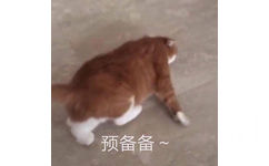 猫咪预备备