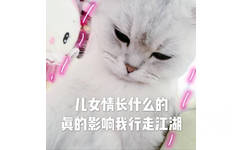 猫咪：儿女情长什么的真的很影响我行走江湖