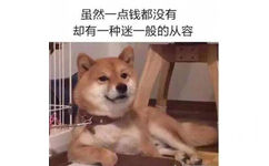 虽然一点钱都没有，却有一种迷一般的从容（汪星人 doge）