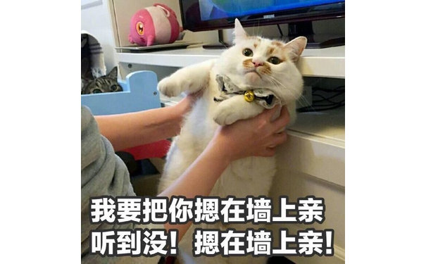 我要把你摁在墙上亲听到没!摁在墙上亲!(猫咪楼楼)