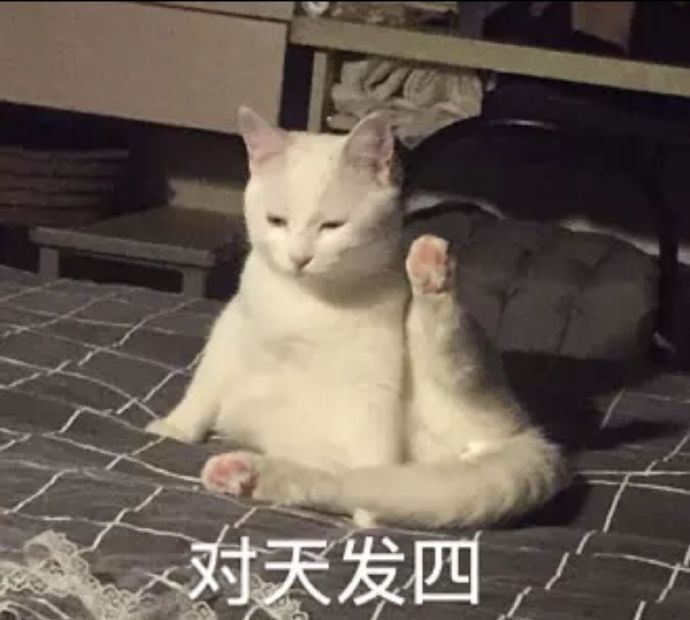 对天发四(猫咪表情包)