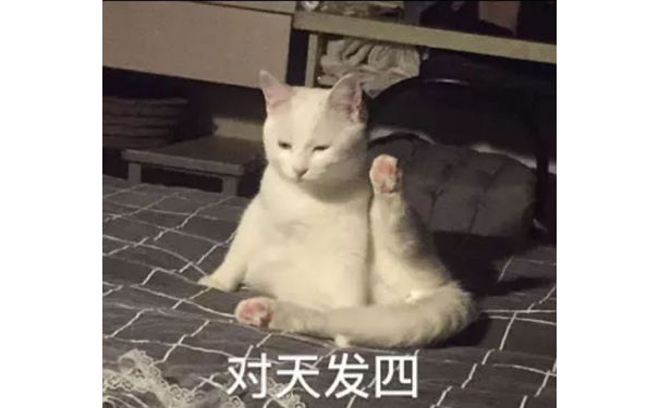 对天发四(猫咪表情包)