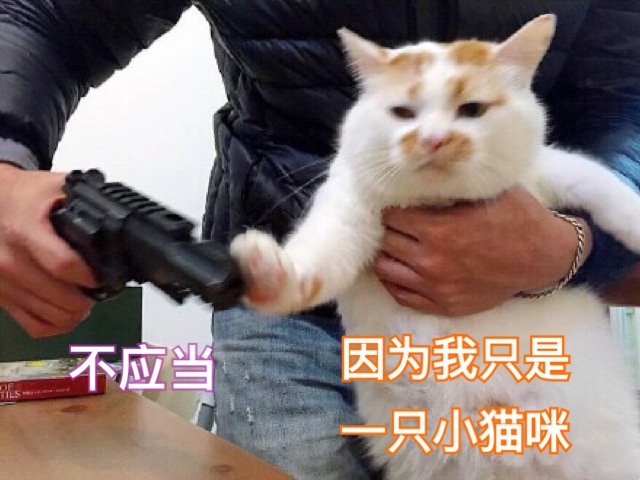 猫咪：不应当开枪，因为我只是一只小猫咪