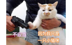 猫咪：不应当开枪，因为我只是一只小猫咪