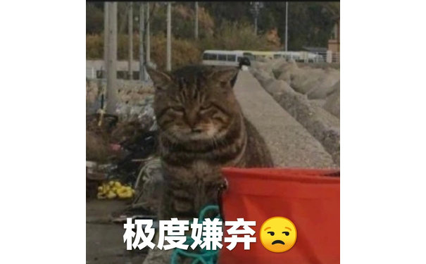 极度嫌弃(猫咪表情包)