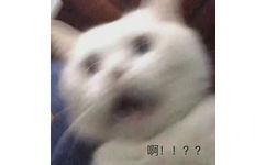 啊!!??(猫猫表情包)