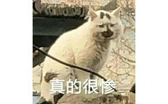 猫猫表情包  真的很惨