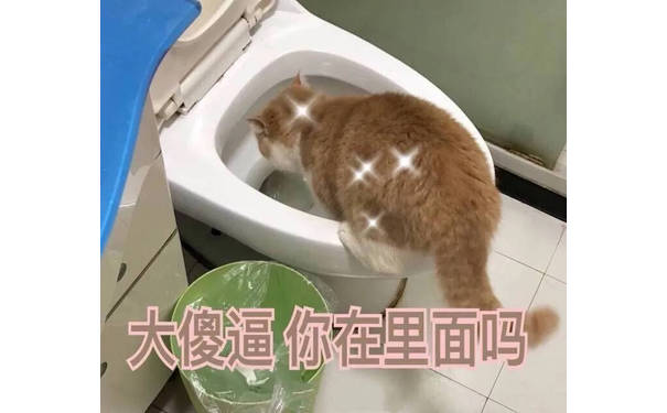 大傻逼 你在里面吗（猫咪 马桶）