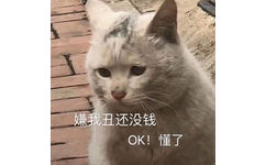 嫌我丑又没钱 ok 懂了