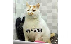 猫咪表情包