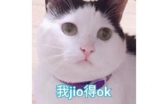 我 jio 得 ok（猫咪）