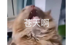 苍天啊(猫猫表情包)