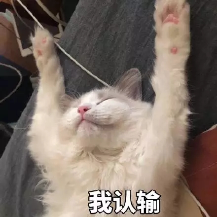 我认输（猫咪）