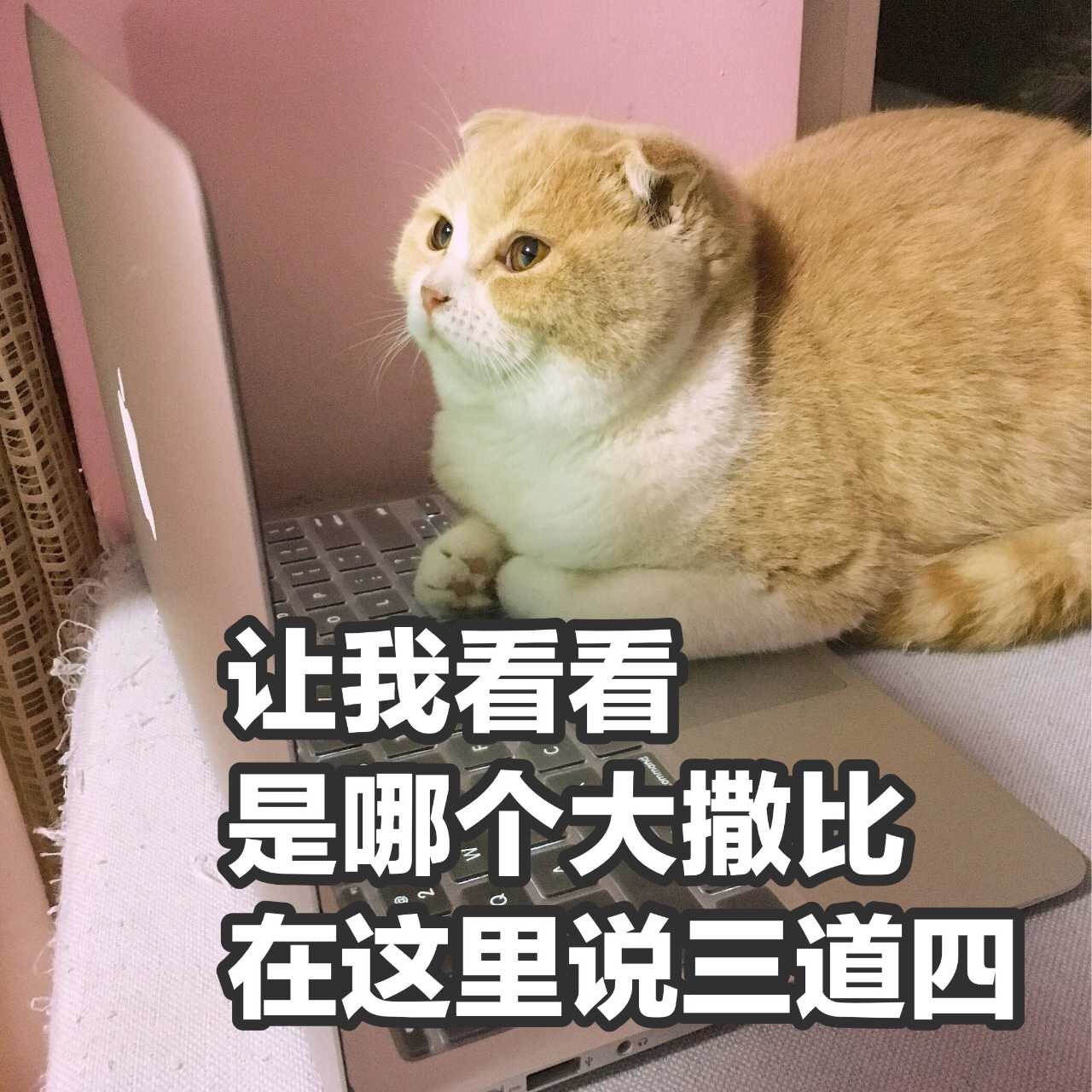 让我看看是哪个大撒比在这里说三道四 - 捕获一枚小猪喵