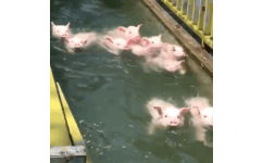 猪猪游泳 GIF 动图