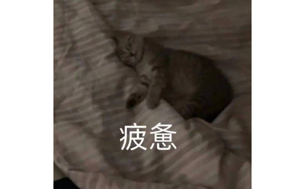 疲惫(猫咪表情包)