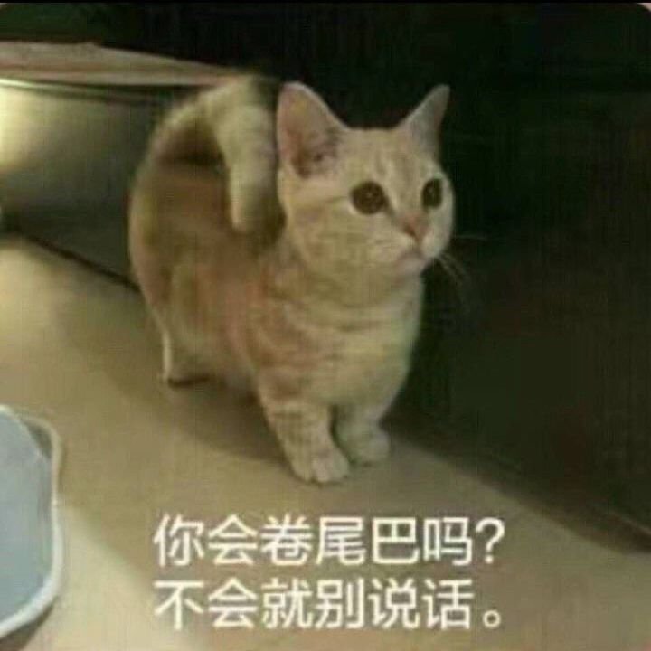 你会卷尾巴吗？不会就别说话（猫咪）