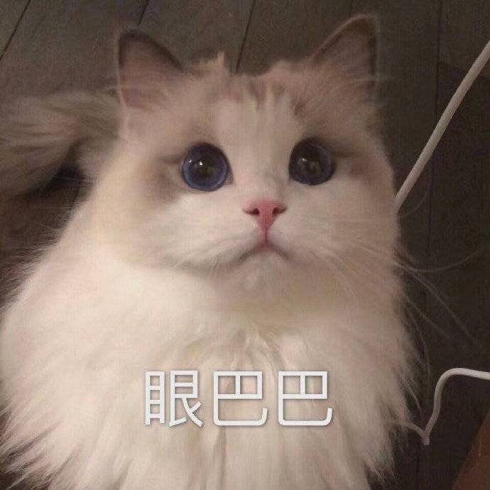 眼巴巴(猫猫表情包)