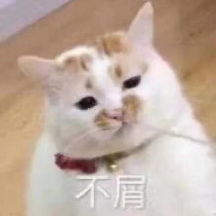 不屑（猫咪楼楼表情包）