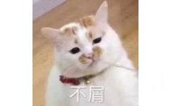 不屑（猫咪楼楼表情包）