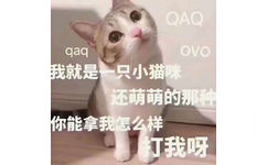 QAQ 我就是一只小猫咪，还萌萌的那种，你能拿我怎么样，打我呀