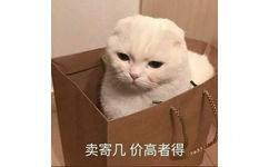 卖寄几价高者得(猫咪表情包)