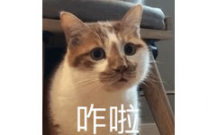 咋啦(猫咪表情包)