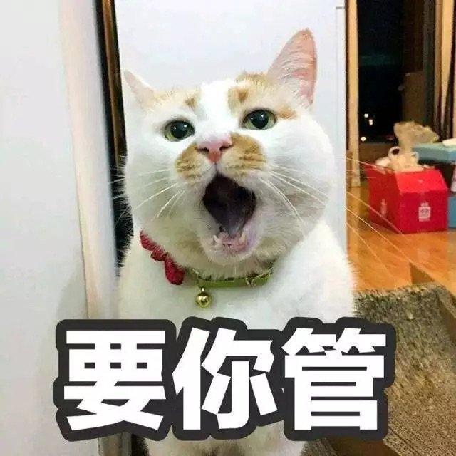 要你管(猫咪楼楼)