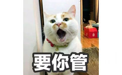 要你管(猫咪楼楼)