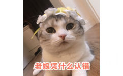 老娘凭什么认错(猫咪)