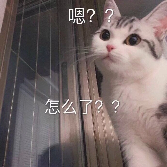 嗯？？怎么了？？猫咪表情包