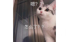 嗯？？怎么了？？猫咪表情包