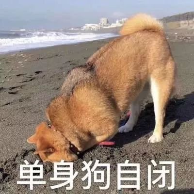 单身狗自闭