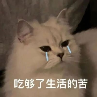 吃够了生活的苦(猫猫表情包) - 可爱猫猫表情包