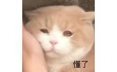 懂了(流泪猫咪)