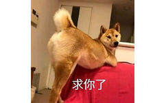 求你了（狗子 doge）