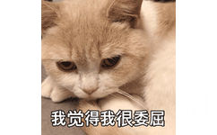 我觉得我很委屈 - 可爱猫咪 GIF 动图表情包