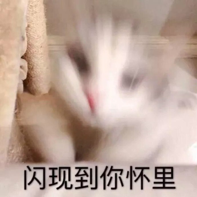 闪现到你怀里（猫咪）