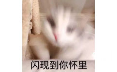 闪现到你怀里（猫咪）