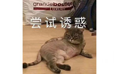 猫猫表情包  尝试诱惑