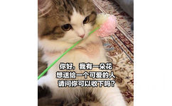 你好我有一朵花想送给一个可爱的人请问你可以收下吗? - 猫猫表情包：你今天也很可爱哦