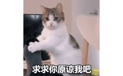 求求你原谅我吧(猫猫摇脚 GIF 动图表情包)