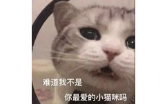 难道我不是你最爱的小猫咪吗 - 猫猫表情包 ​