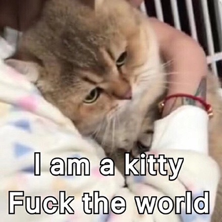 I am a kittyFuck the world. - 一组萌萌的猫咪表情包  吸猫(=^o^=) ​