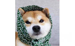 裹花头巾的 doge - 一组猫狗情侣头像 ​