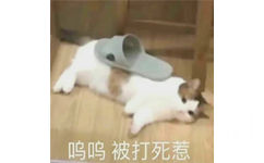 呜呜被打死惹(猫猫表情包)