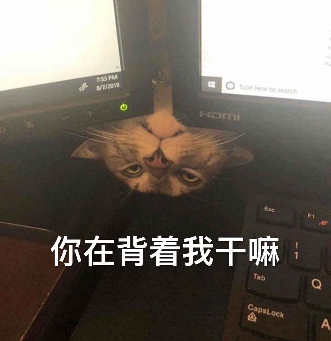 你在背着我干嘛（猫咪）