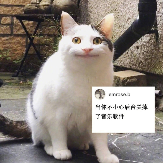 当你不小心后台关掉了音乐软件 - 尬笑猫咪表情包系列